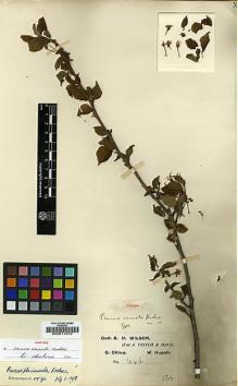 Type specimen at Edinburgh (E). Wilson, Ernest: 446. Barcode: E00011270.