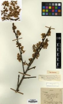 Type specimen at Edinburgh (E). Maire, Edouard-Ernest: . Barcode: E00011277.