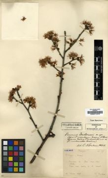 Type specimen at Edinburgh (E). Ducloux, Francois: 77. Barcode: E00011278.
