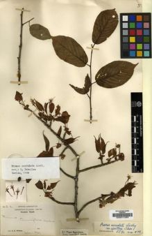 Type specimen at Edinburgh (E). Wilson, Ernest: 3A. Barcode: E00011283.