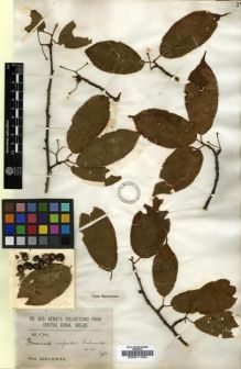 Type specimen at Edinburgh (E). Wilson, Ernest: 5780. Barcode: E00011284.