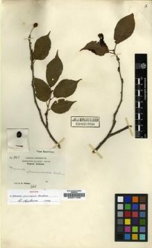Type specimen at Edinburgh (E). Wilson, Ernest: 907. Barcode: E00011286.