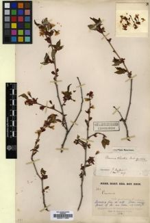 Type specimen at Edinburgh (E). Kingdon-Ward, Francis: 321. Barcode: E00011288.