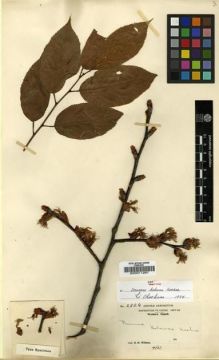 Type specimen at Edinburgh (E). Wilson, Ernest: 2826. Barcode: E00011291.