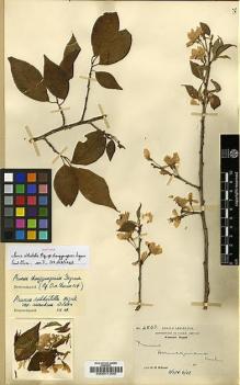 Type specimen at Edinburgh (E). Wilson, Ernest: 2833. Barcode: E00011300.