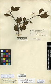 Type specimen at Edinburgh (E). Wilson, Ernest: 912. Barcode: E00011303.