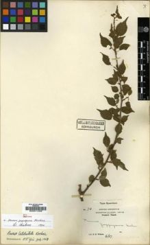 Type specimen at Edinburgh (E). Wilson, Ernest: 70. Barcode: E00011305.