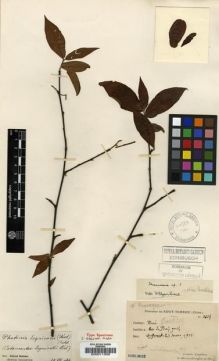 Type specimen at Edinburgh (E). Esquirol, Joseph: 2624. Barcode: E00011308.