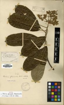 Type specimen at Edinburgh (E). Henry, Caroline: 11716. Barcode: E00011310.