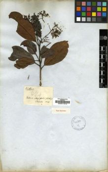Type specimen at Edinburgh (E). Wallich, Nathaniel: 669. Barcode: E00011312.