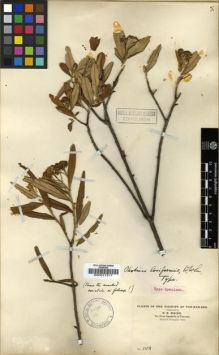 Type specimen at Edinburgh (E). Maire, Edouard-Ernest: 1118. Barcode: E00011317.