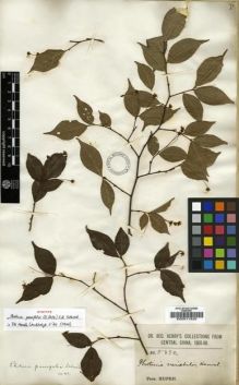 Type specimen at Edinburgh (E). Henry, Augustine: 5830. Barcode: E00011320.