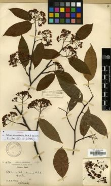 Type specimen at Edinburgh (E). Wilson, Ernest: 476. Barcode: E00011322.