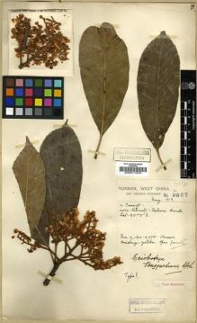 Type specimen at Edinburgh (E). Forrest, George: 9857. Barcode: E00011333.