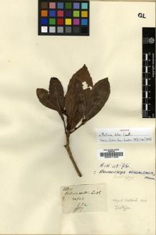 Type specimen at Edinburgh (E). Wallich, Nathaniel: 668(1). Barcode: E00011335.