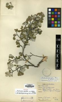 Type specimen at Edinburgh (E). Davis, Peter: 15598. Barcode: E00011340.