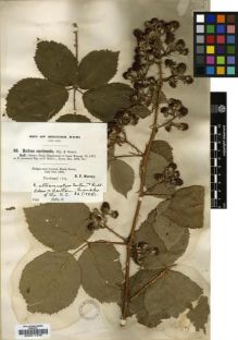 Type specimen at Edinburgh (E). Murray, Richard: 53. Barcode: E00011346.