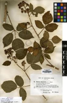 Type specimen at Edinburgh (E). Murray, Richard: . Barcode: E00011352.