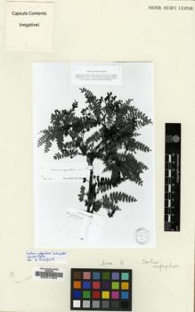 Type specimen at Edinburgh (E). Boissier, Pierre: . Barcode: E00011354.