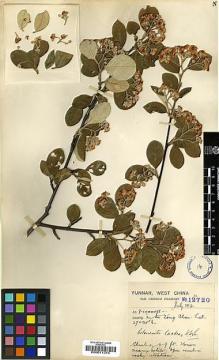 Type specimen at Edinburgh (E). Forrest, George: 12720. Barcode: E00011375.
