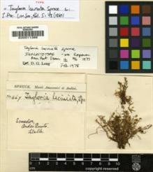 Type specimen at Edinburgh (E). Spruce, Richard: 467. Barcode: E00011388.
