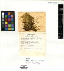 Type specimen at Edinburgh (E). MacFadden, Fay: 16. Barcode: E00011394.