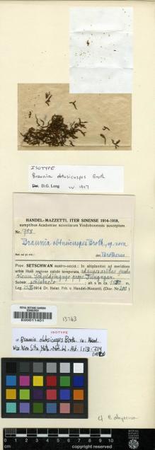 Type specimen at Edinburgh (E). Handel-Mazzetti, Heinrich: 788. Barcode: E00011401.