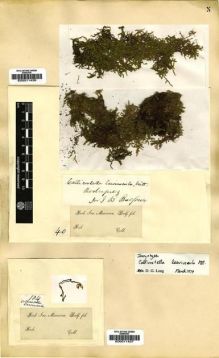Type specimen at Edinburgh (E). Balfour, Isaac: 40. Barcode: E00011436.