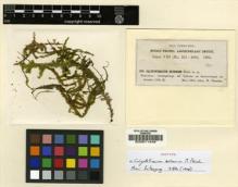 Type specimen at Edinburgh (E). Fleischer, Max: 369. Barcode: E00011446.