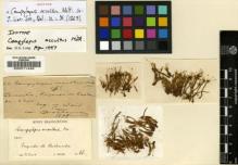 Type specimen at Edinburgh (E). Weir, J.: 66. Barcode: E00011449.