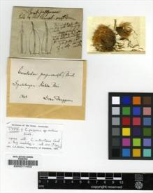 Type specimen at Edinburgh (E). Berggrem, Ivan: . Barcode: E00011453.