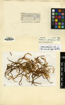 Type specimen at Edinburgh (E). Hooker, Joseph: 804. Barcode: E00011455.