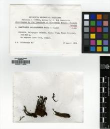 Type specimen at Edinburgh (E). Gradstein, Stephan: M17. Barcode: E00011459.