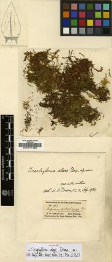 Type specimen at Edinburgh (E). Falconer, Hugh: 713. Barcode: E00011462.