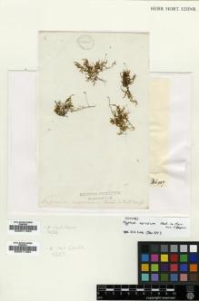 Type specimen at Edinburgh (E). Wallich, Nathaniel: . Barcode: E00011463.