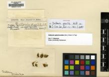 Type specimen at Edinburgh (E). Spruce, Richard: 560. Barcode: E00011473.