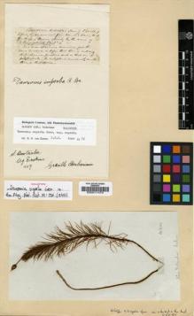 Type specimen at Edinburgh (E). Erskine: . Barcode: E00011475.