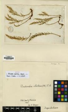 Type specimen at Edinburgh (E). Menzies, Archibald: 27. Barcode: E00011476.