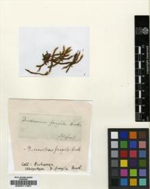 Type specimen at Edinburgh (E). Buchanan-Hamilton, Francis: . Barcode: E00011481.