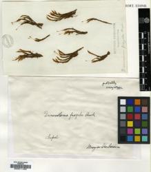 Type specimen at Edinburgh (E). Gardner, D.: . Barcode: E00011483.