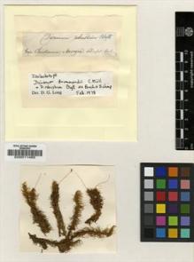 Type specimen at Edinburgh (E). Schimper, Georg: . Barcode: E00011485.