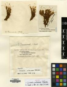 Type specimen at Edinburgh (E). Drummond, Thomas: 86. Barcode: E00011486.