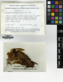 Type specimen at Edinburgh (E). Norris, Daniel: 63260. Barcode: E00011487.