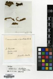 Type specimen at Edinburgh (E). Hooker, Joseph: . Barcode: E00011494.