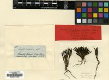 Type specimen at Edinburgh (E). Hooker, Joseph: . Barcode: E00011496.