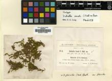 Type specimen at Edinburgh (E). Gollan, W.: 31. Barcode: E00011499.
