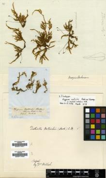 Type specimen at Edinburgh (E). Wallich, Nathaniel: . Barcode: E00011501.