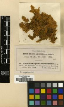 Type specimen at Edinburgh (E). Fleischer, Max: 343. Barcode: E00011505.