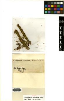 Type specimen at Edinburgh (E). Morrison, Alexander: 70. Barcode: E00011508.
