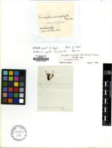 Type specimen at Edinburgh (E). Nees; Esenbeck: . Barcode: E00011509.